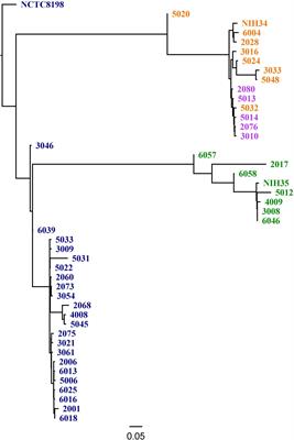 Consistent Biofilm Formation by Streptococcus pyogenes emm 1 Isolated From Patients With Necrotizing Soft Tissue Infections